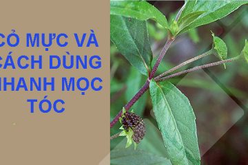 Công dụng của cỏ mực và cách dùng nhanh mọc tóc hiệu quả